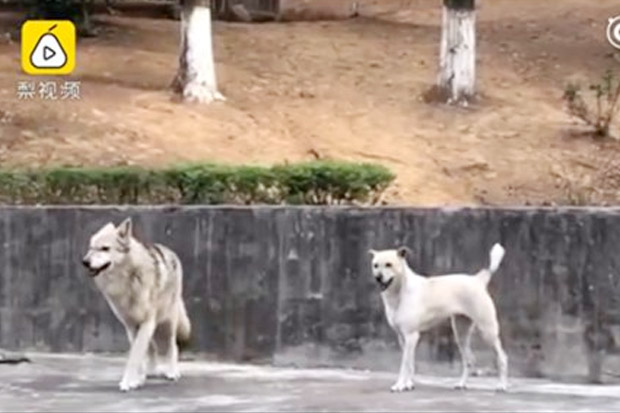 Heboh Kebun Binatang China Coba Samarkan Anjing Sebagai Serigala