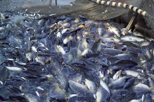 5 Jurus KKP agar Ikan Hasil Budi Daya Juara di Pasar Global