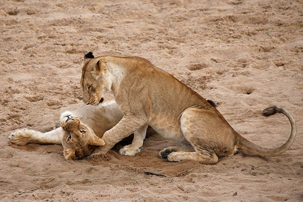 Nahas, Petugas Taman Nasional di Afsel Tewas Dimangsa Singa