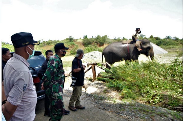 Tak Mampu Giring pakai Gajah Jinak, BKSDA Giring Gajah Liar Pakai Alat Berat