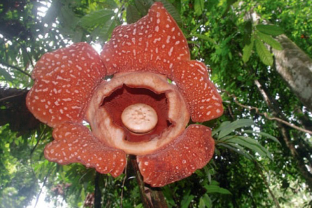 Spesies Baru Bunga Rafflesia Ditemukan di Malaysia, Apa Bedanya?