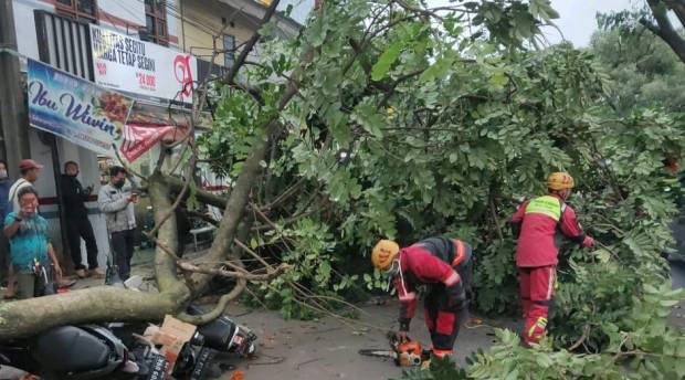 Pemkot Jaktim Evakuasi 57 Pohon Tumbang
