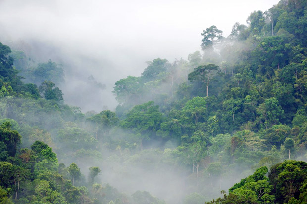 Koalisi LEAF Galang Dana untuk Pelestarian Hutan Tropis dan Aksi Iklim Global