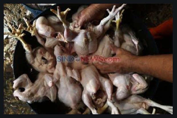 Merangkak Naik, Harga Ayam Potong Tembus Rp42.000 Perkilogram