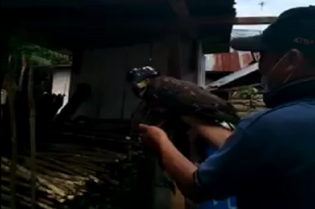 Elang Ular Bido yang Ditembak Oknum Kades di Bengkulu Utara Disita Polisi