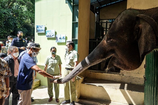 Anak Gajah di Taman Safari Indonesia Diberi Nama Pulisia, Sandiaga Uno Ungkap Alasannya