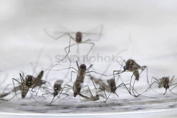 Penjelasan Ilmiah Kenapa Nyamuk Sering Berputar di Atas Kepala Kita