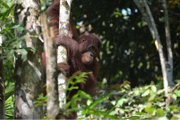 Pelestarian Satwa Langka, 5 Orangutan Dikembalikan ke TN-BBBR Kalteng