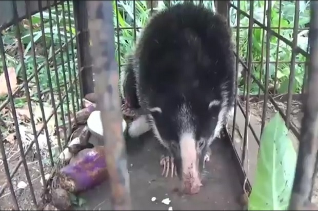 Solok Gempar, Hewan Aneh Berwajah Babi Berkuku Beruang Ditangkap di Gedung DPRD