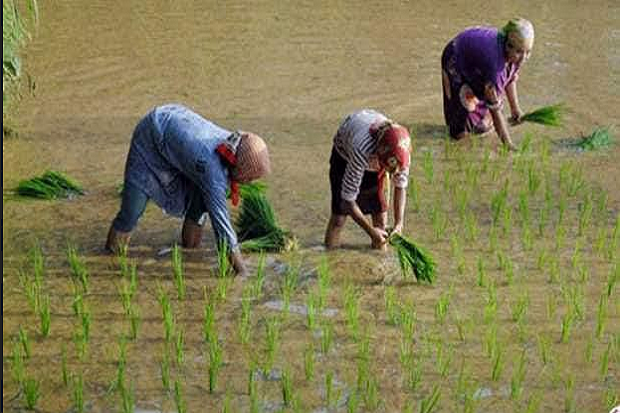 Petani di Simalungun Kecewa Bantuan Korporasi Pertanian Rp350 Miliar Simpang Siur