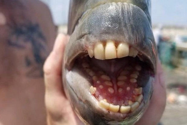 Ikan Langka dengan Gigi Manusia Ditangkap di AS
