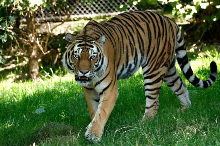 Wanita Muda Petugas Kebersihan Taman Safari Cile Tewas Diterkam Harimau