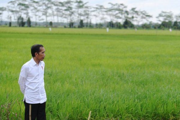 Jokowi Minta Persyaratan KUR untuk Sektor Pertanian Dipermudah