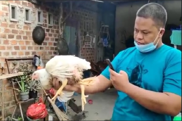 Aneh dan Unik, Ayam di Lampung Selatan Memiliki 4 Kaki dan Hidup Normal
