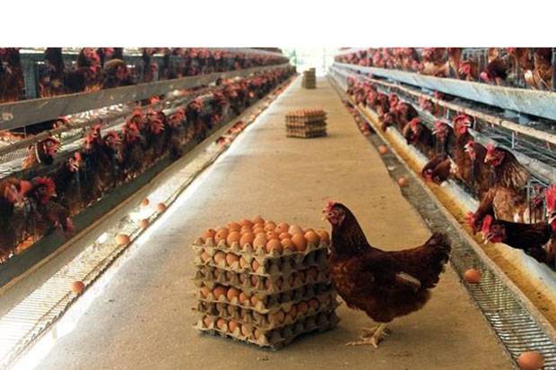 Insan Perunggasan Berharap Kemensos Masukkan Telur dan Ayam dalam Bansos