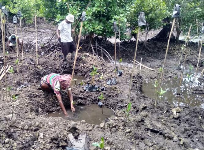Dukung Ekonomi Hijau, BRGM Rehabilitasi Mangrove di 9 Provinsi
