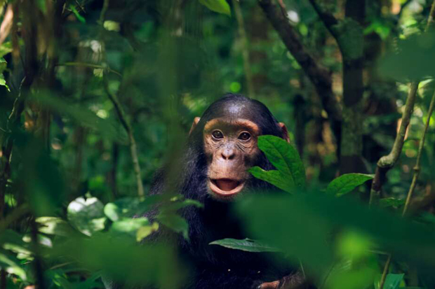 Peneliti Rekam Simpanse Liar Masturbasi Pakai Botol, Tiru Manusia?
