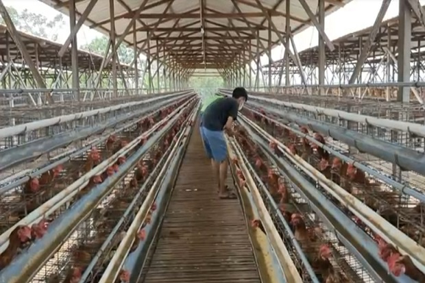 Harga Telur Terjun Bebas, Peternak Mulai Cuci Gudang Ayam Produktif