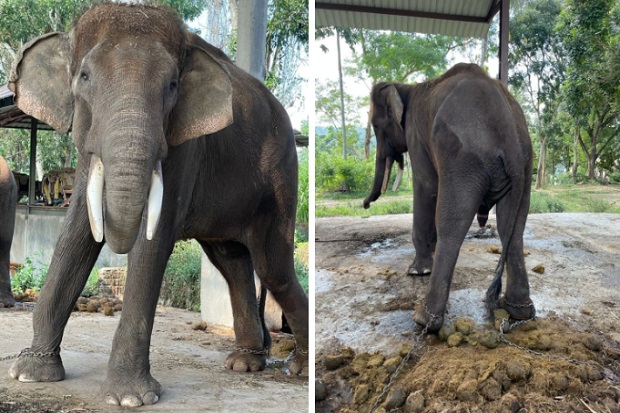 Hanya Tulang dan Kulit, Gajah-gajah di Bali Jadi Sorotan Media Asing