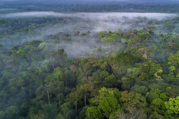 Spesies Pohon Aneh dengan Buah Mirip Lentera Ditemukan di Hutan Amazon