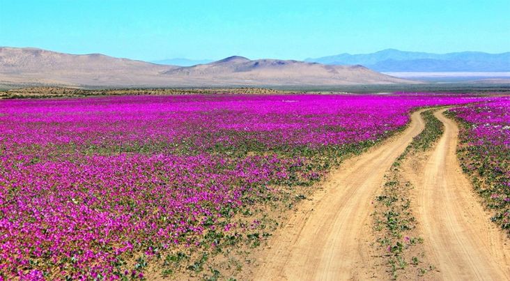 Fenomena Alam Ubah Gurun Pasir Atacama Jadi Kebun Bunga