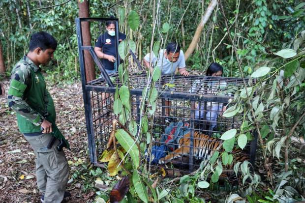 Pemuda Merangin Tewas Diterkam Harimau saat Cari Sinyal, BKSDA dan Polres Merangin Pasang Perangkap