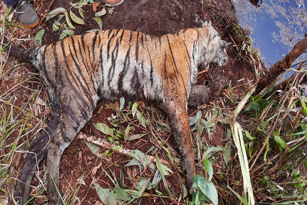 Sebelum Mati Dalam Jerat Babi, Harimau Sumatera Meronta dan Kaki Alami Luka Parah
