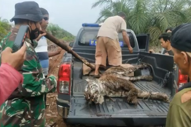 Memilukan Harimau Betina Tewas Tersangkut Jerat Babi, BBKSDA Riau: Ada Kesengajaan