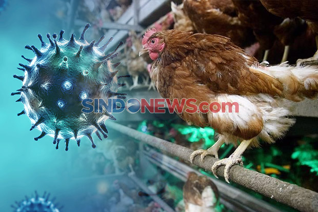 Kasus Flu Burung H5N6 Ditemukan di China, WHO Imbau Tingkatkan Pengawasan