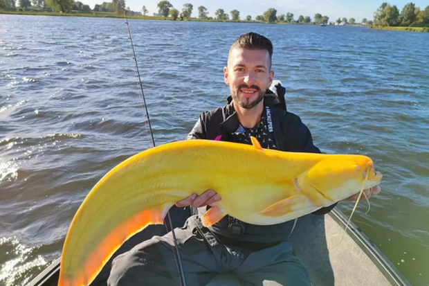 Geger, Ikan Lele Raksasa Berwarna Kuning Ditemukan di Danau Belanda