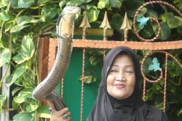 Ratu Ular Purwokerto Rayakan Ulang Tahun Bersama King Kobra