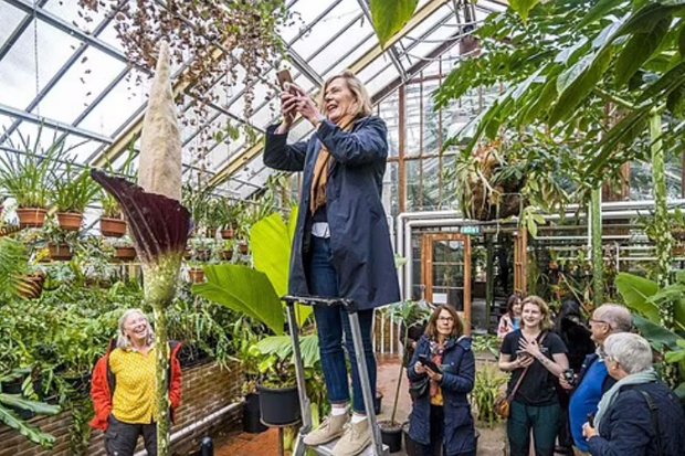 Setelah 25 Tahun, Bunga Bangkai Asal Indonesia Mekar di Kebun Raya Leiden