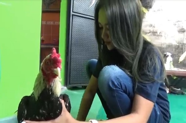 Cantik Bak Aura Kasih, Gadis Seksi Asal Jogja Ini Sukses Bisnis Ayam Petarung