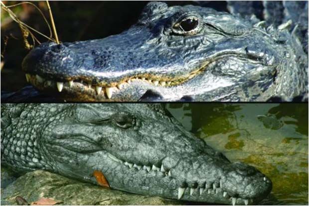 Apa Perbedaan Buaya dan Aligator?