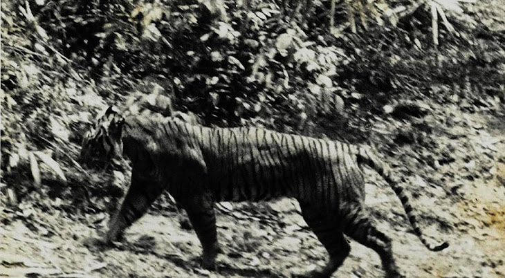 Melacak Jejak Harimau Jawa, Raja Rimba yang Menolak Punah (3-tamat)