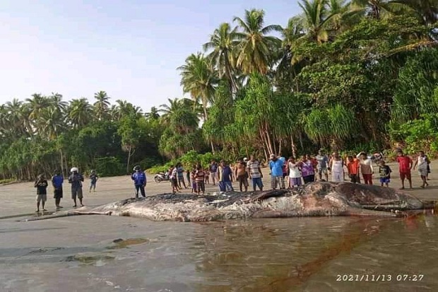 Ikan Paus 12 Meter Mati Terdampar di Pantai Kelapa Satu Sarmi Papua