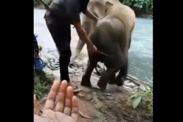 Video Anak Gajah Dipukul Pawang Viral, Netizen Nilai Tindakan Itu Kasar