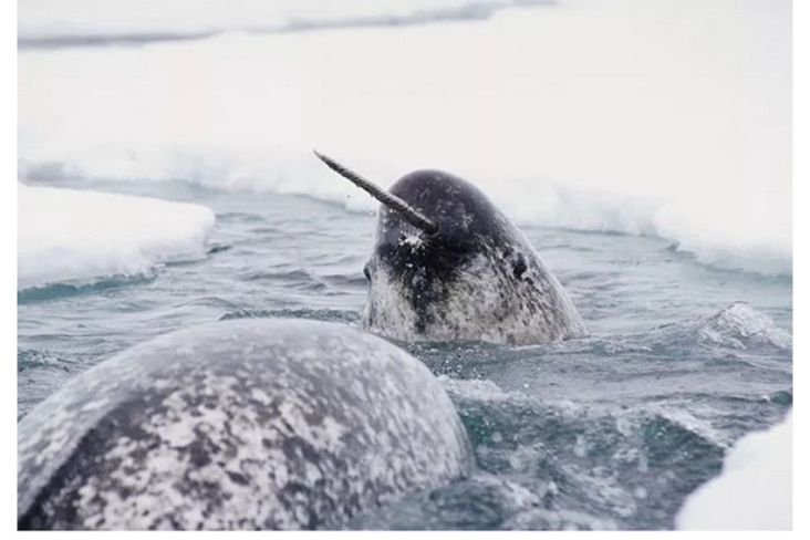 Bukan Mitos, Ikan Paus Bertanduk Ternyata Ada dan Hidup di Arktik