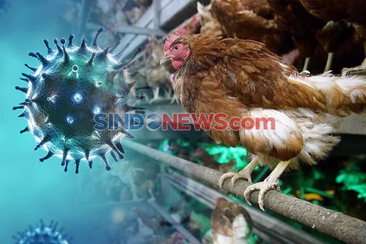 Flu Burung Mewabah di Inggris, Ribuan Unggas Dimusnahkan