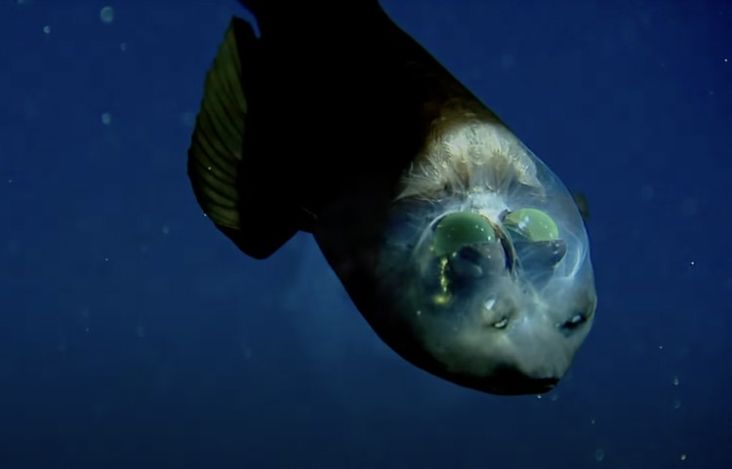Ikan Aneh Berkepala Transparan Ditemukan di Monterey Bay