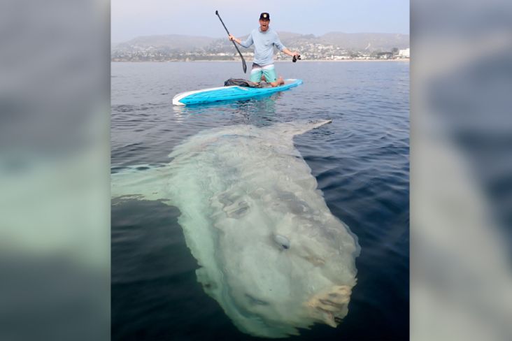 Ikan Mola-Mola Raksasa Seberat 2.000 Kilogram Berjemur di Pantai Laguna California
