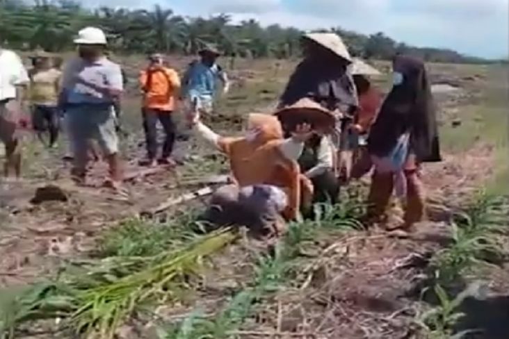 Tangis Puluhan Petani Pecah Saat Ladang Jagungnya Diratakan Perusahaan Sawit