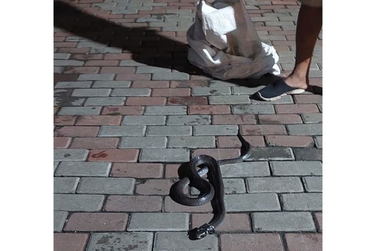 Tergigit Ular Kobra 2 Meter, Nyawa Relawan Reptil di Ciputat Nyaris Tak Tertolong