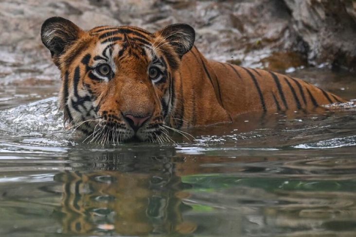 Rekor Terburuk, 126 Ekor Harimau di India Mati Sepanjang 2021