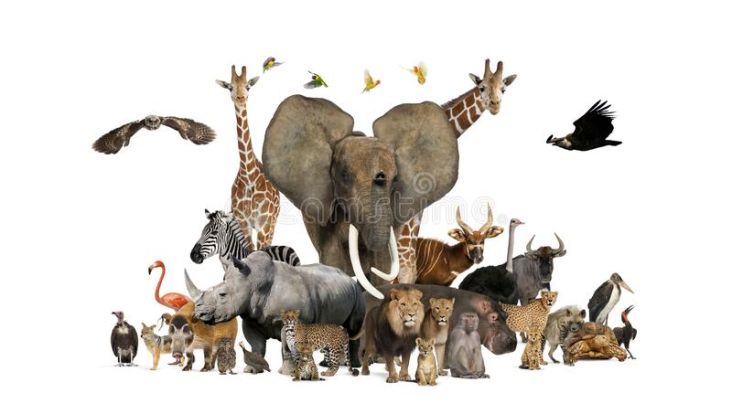 WWF Sebut Ada 142.500 Spesies Hewan Terancam Punah dalam Waktu Dekat
