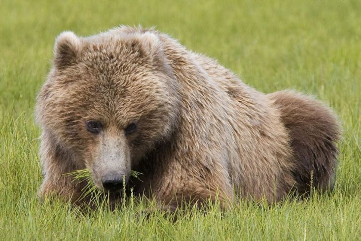 Beruang Alaska Terpaksa Makan Rumput, Hidup Prihatin Ketika Populasi Salmon Menurun
