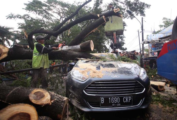Cara Menghindari Mobil Tertimpa Pohon di Musim Hujan