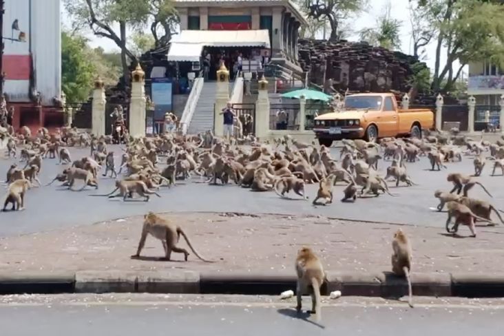 Monyet Liar Meneror Kota dan Rumah Penduduk