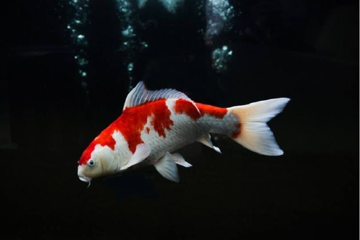 Jejeran Ikan Hias Termahal di Dunia, Nomor 10 Anda Tak Akan Percaya!