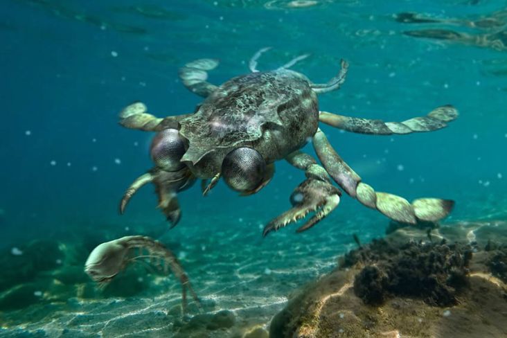 Kepiting Prasejarah Ini Memiliki Mata yang Luar Biasa Besar